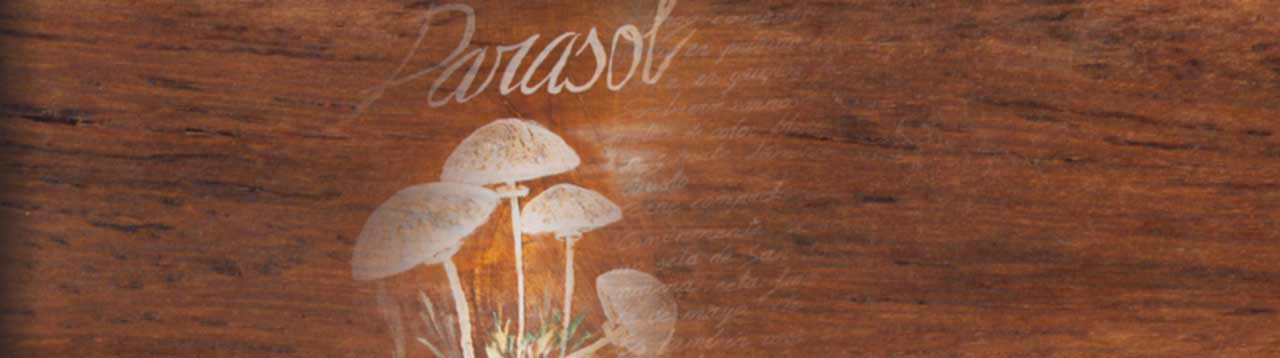 En la casa rural rincón del boletus hemos puesto un nombre de seta a cada habitación, esta es la habitación parasol